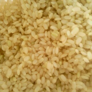 自宅で簡単　発芽玄米作り